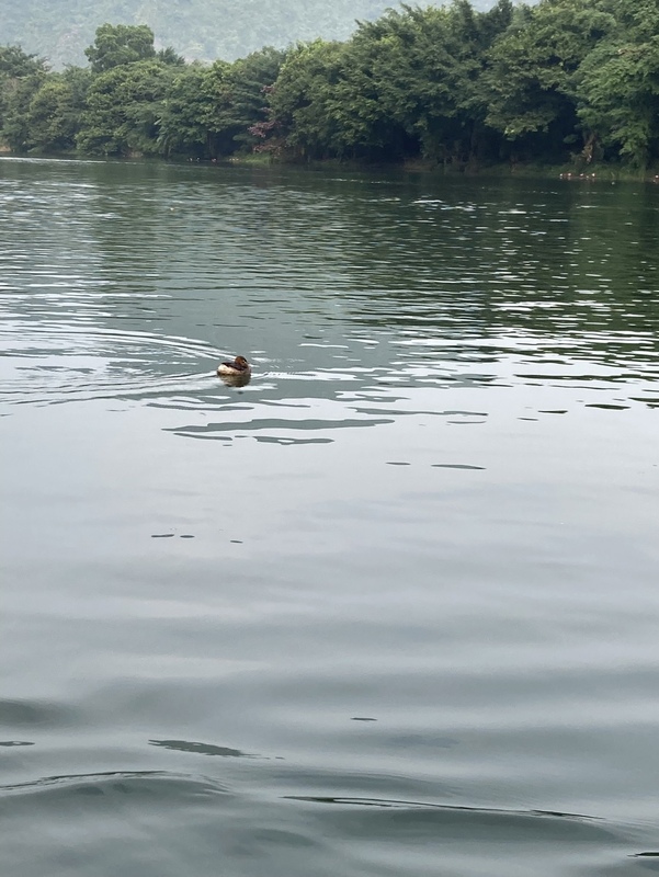 陸龍灣 水鳥