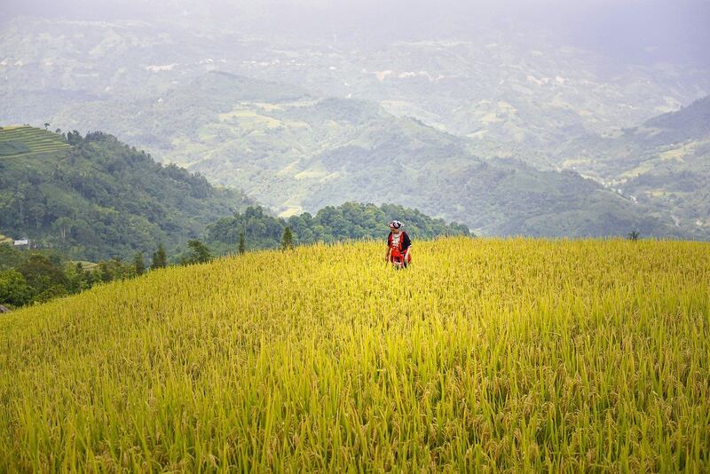 Ha Giang Loop Rice Field
