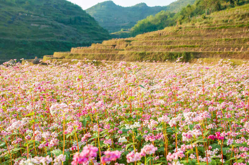 The Buckwheat Bounty of Ha Giang