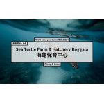 斯里蘭卡．D5｜Sea Turtle Farm & Hatchery Koggala 海龜保育中心